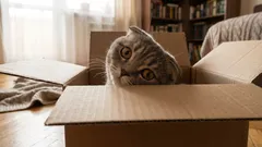 Miksi kissat ovat niin uteliaita – kyse on muustakin kuin vain kiinnostuksesta uusia asioita kohtaan