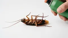 Poistamme torakat lopullisesti: käytännössä todistettu loistava vinkki