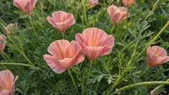 Helppo kukkapenkki: kukat, jotka voi kylvää suoraan maahan